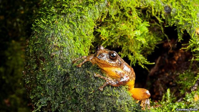 An adult male of Frankixalus jerdonii is emerging out of a tree hole. (SD Biju)