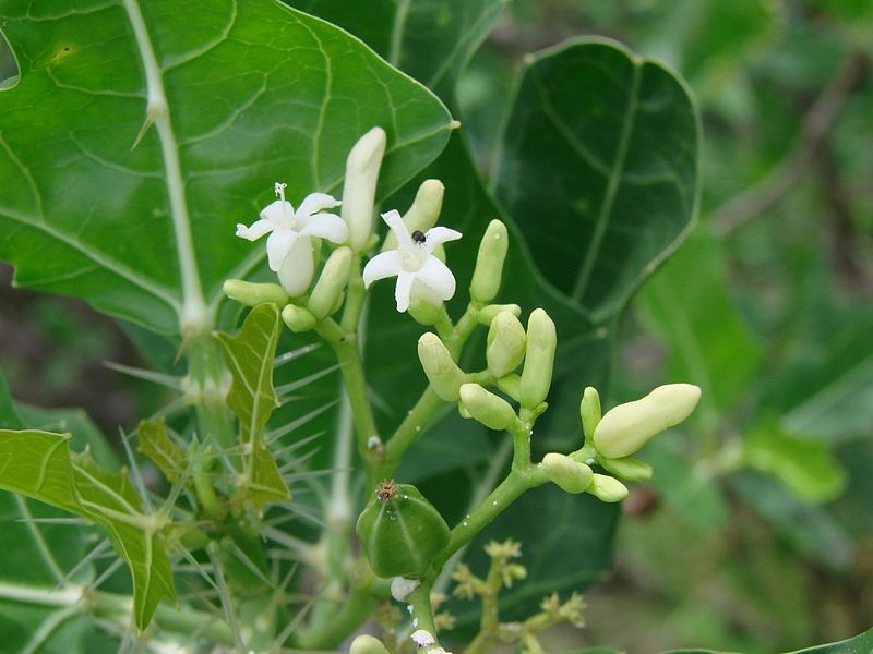 Cnidoscolus quercifolius