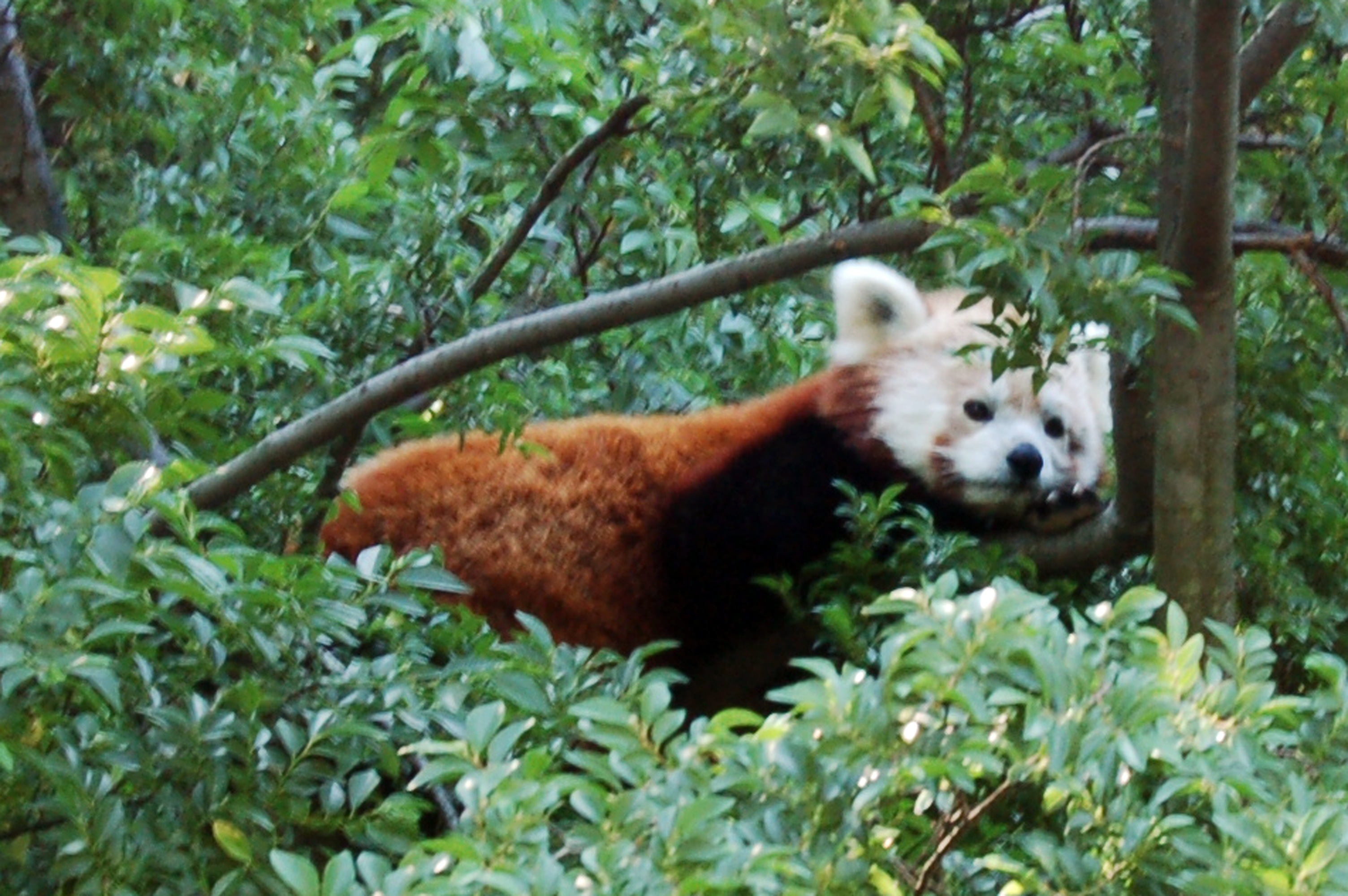 redpanda.jpg - red panda resting in tree
