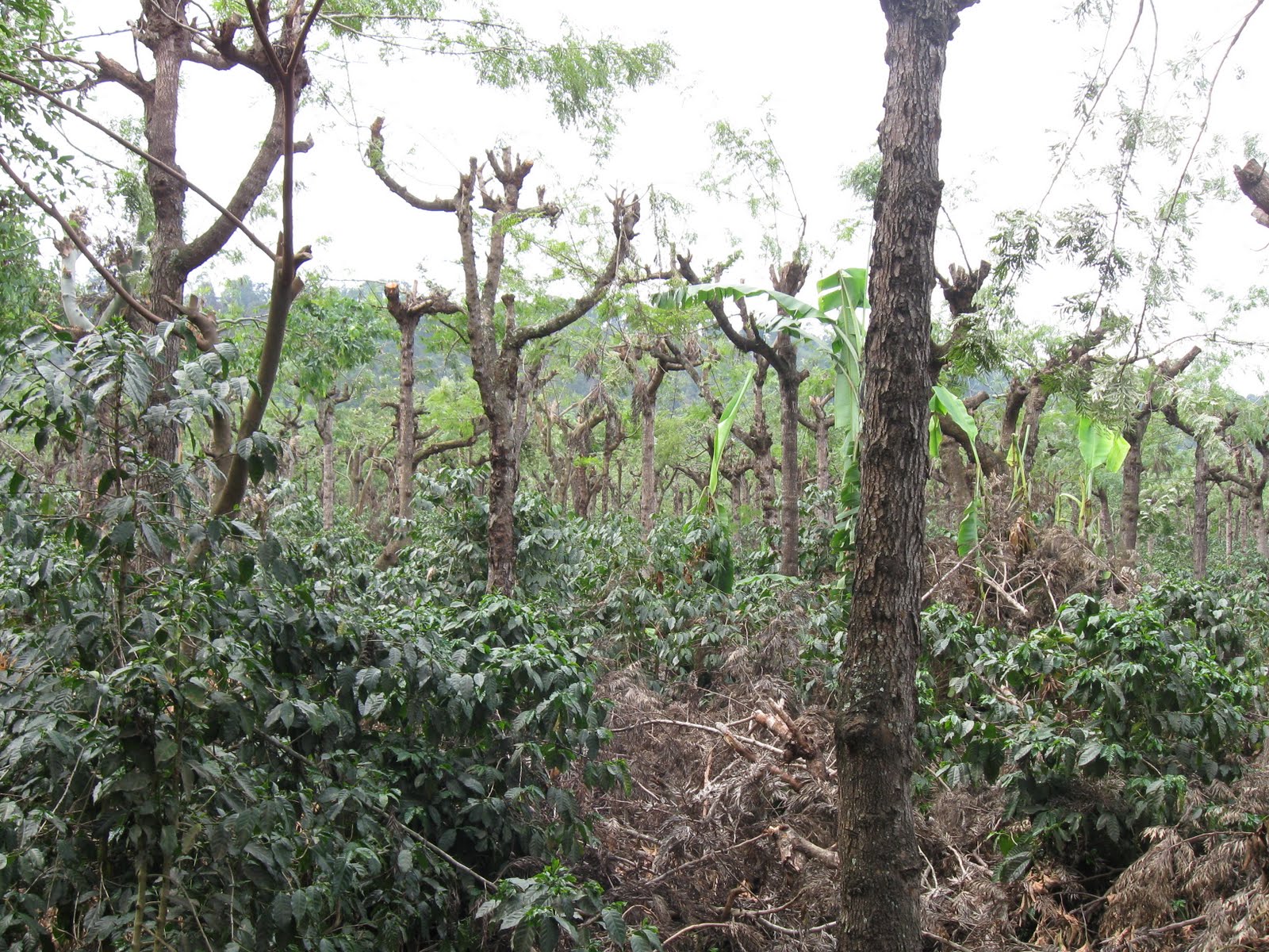 coffeeplantation.jpg - coffee plantation (the smaller coffee bushes grow in the shade of the trees)