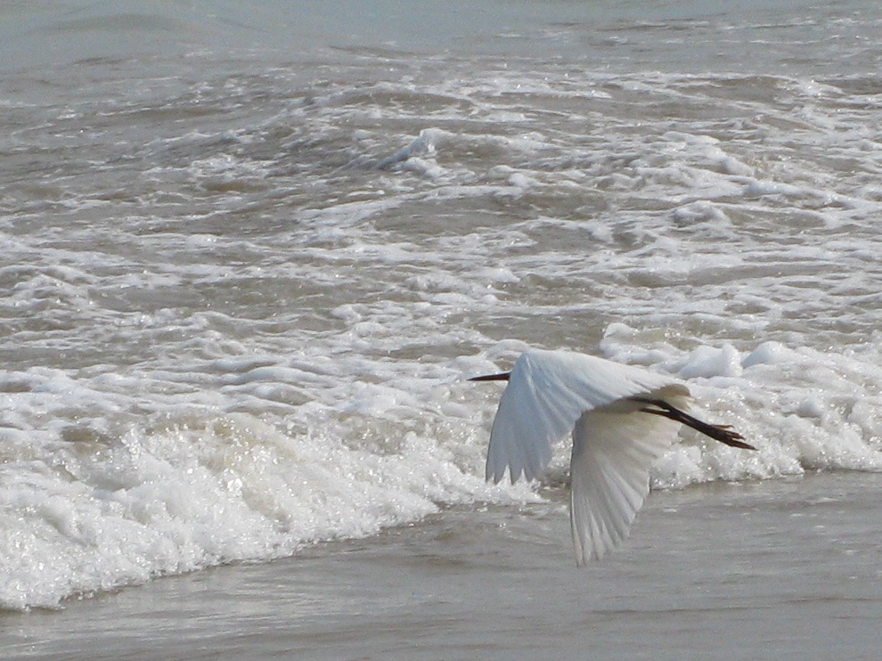 img_1018_2.jpg - Egret in Flight on the Bay of Bengal