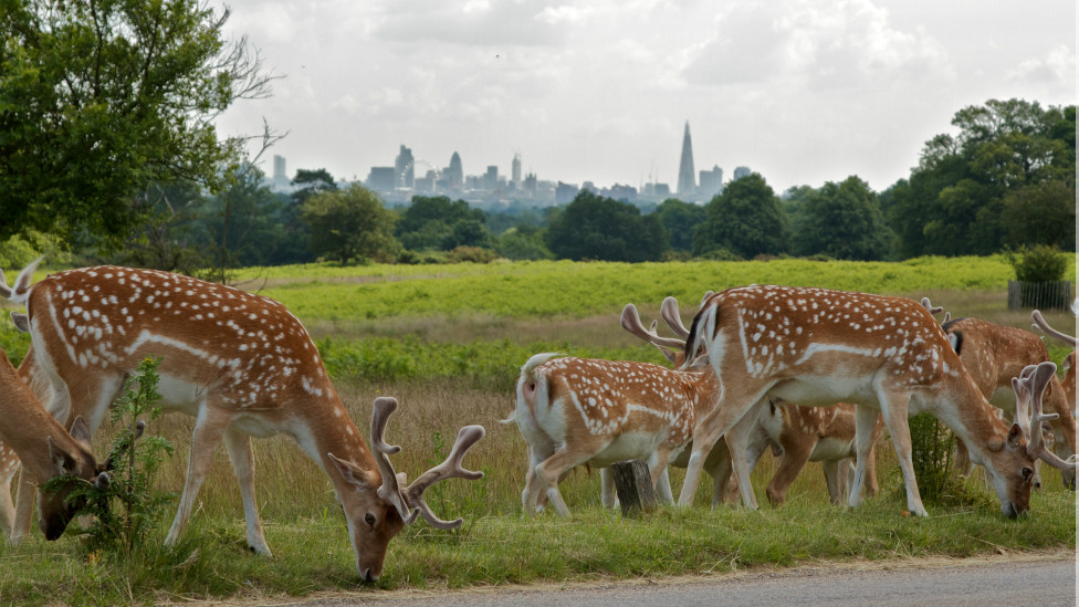 Cervos no Richmond Park (Foto: Terry Wilson / BBC Brasil)