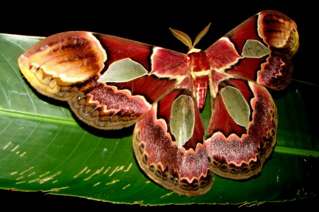 Alguns machos de mariposa, como esse do gênero Rothschildia, possuem antenas que se assemelham a penas - Foto: Fábio Paschoal