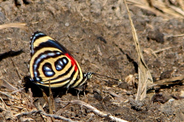 As borboleta do gênero Callicore apresentam um padrão gráfico na parte de baixo das asas que lembram números ou letras do alfabeto. Infelizmente, devido à sua beleza, essas borboletas são mortas para serem utilizadas na confecção de bijuterias - Foto: Fábio Paschoal