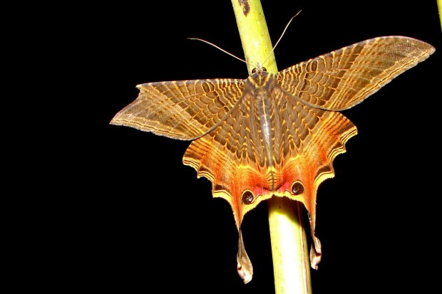 Mariposa na região do rio Cristalino, Amazônia - Foto: Fábio Paschoal