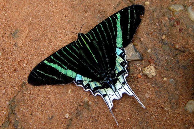 Algumas mariposas podem ser parecidas com borboletas. Essa, do gênero Urania é diurna e possui cores vibrantes - Foto: Fábio Paschoal