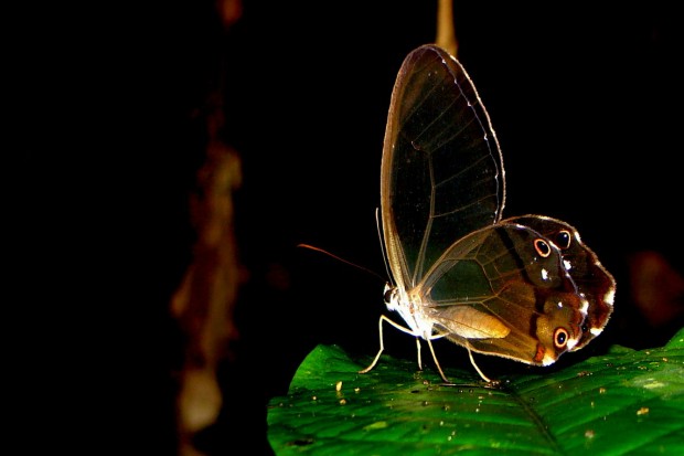 Algumas borboletas, como essa do gênero Haetera, perderam as escamas das asas. Ser transparente significa estar camuflada em qualquer tipo de ambiente - Foto: Fábio Paschoal