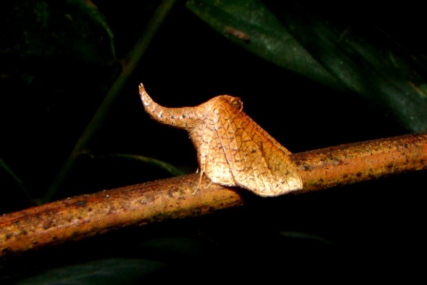 A camuflagem pode ser uma estratégia para se esconder de predadores. Essa mariposa se parece com o acúleo de uma rosa - Foto: Fábio Paschoal