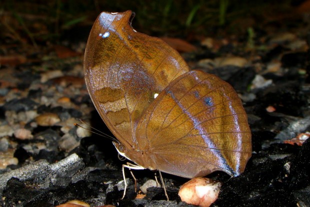 Essa borboleta do gênero  Napeocles fica extremamente bem camuflada no chão de folhas secas da Floresta Amazônica – Foto: Fábio Paschoal