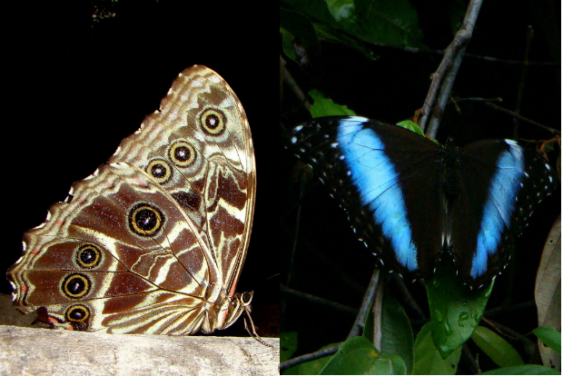 Em repouso as borboletas do gênero morpho ficam com as asas fechadas. O padrão discreto as deixam camufladas quando estão pousadas em meio às folhas secas do chão da floresta (direita). Quando elas abrem as asas (esquerda), expõem escamas iridescentes que confudem os predadores - Fotos: Fábio Paschoal