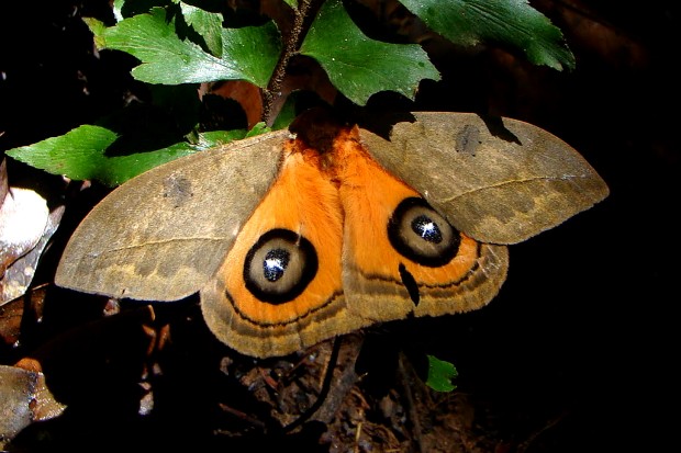 Algumas mariposas revelam asas coloridas quando se sentem ameaçadas. a intenção é assustar um possível predador - Foto: Fábio Paschoal