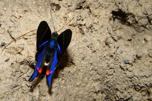 Machos precisam de sais minerais para produção de esperma. Essa borboleta do gênero Rhetus está procurando por eles em um saleiro na Amazônia – Foto: Fábio Paschoal