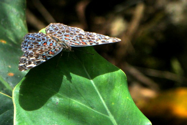 As estaladeiras (Hamadryas sp.) produzem estalos quando voam. O som é produzido somente pelos machos, mas pode ser captado por ambos os sexos. Os cientistas acreditam que o barulho serve para demarcar o território ou para iniciar o ritual do acasalamento – Foto: Fábio Paschoal