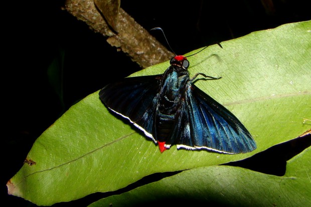 As borboletas do gênero Pyrrhopyge podem seguir grupos de pássaros para se alimentarem das fezes das aves – Foto: Fábio Paschoal