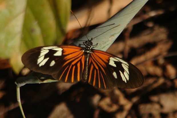 As borboletas-asa-de-tigre (Heliconius sp.) se alimenta de plantas tóxicas durante a fase de lagarta. Quando se transforma em borboleta, anuncia essa característica com cores vibrantes. Algumas borboletas não são tóxicas, mas imitam esse padrão para evitar predadores - Foto: Fábio Paschoal