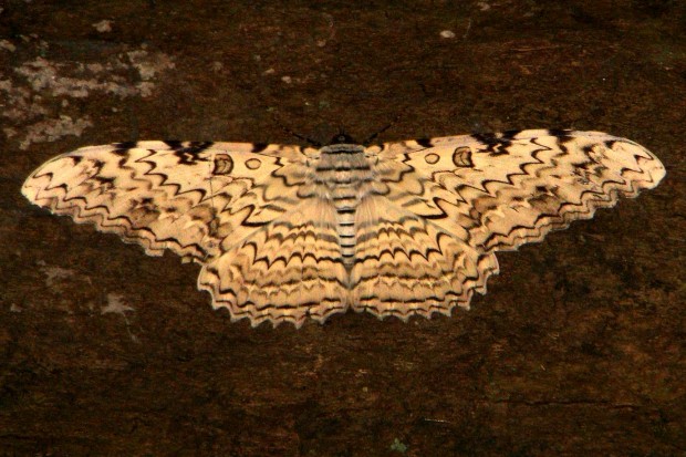 Com 30 centímetros de envergadura, a mariposa-imperial (Thysania sp.) é a maior mariposa do mundo - Foto: Fábio Paschoal