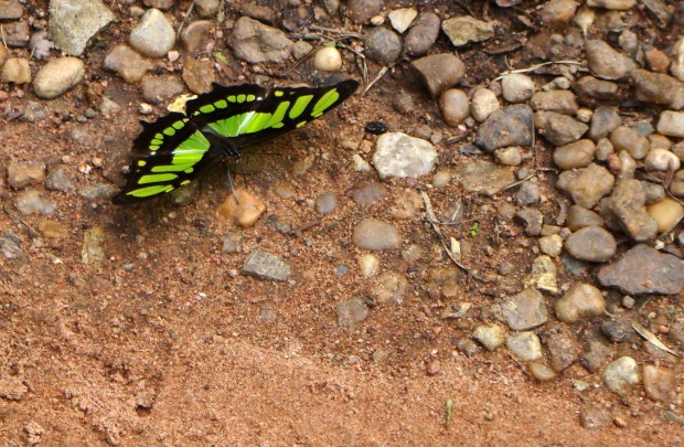 Borboleta do gênero Siproeta na região do rio Cristalino, Amazônia - Foto: Fábio Paschoal