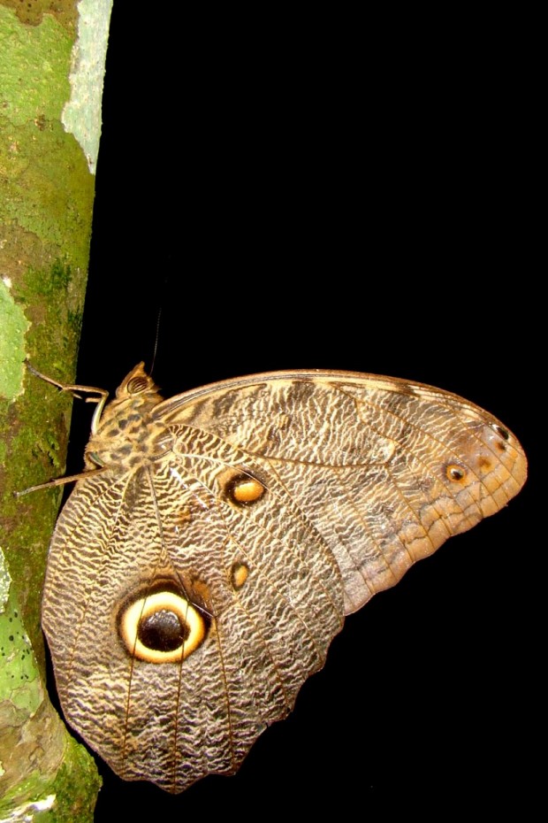 Círculos nas asas das borboletas-coruja (Caligo sp.) se parecem com os olhos de uma coruja e assustam potenciais predadores - Foto: Fábio Paschoal